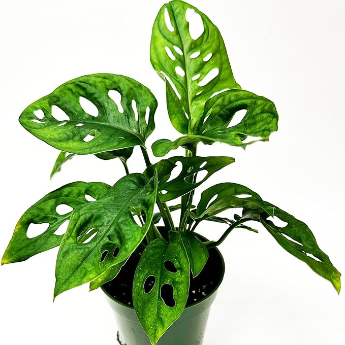 Swiss Cheese Plant 4"