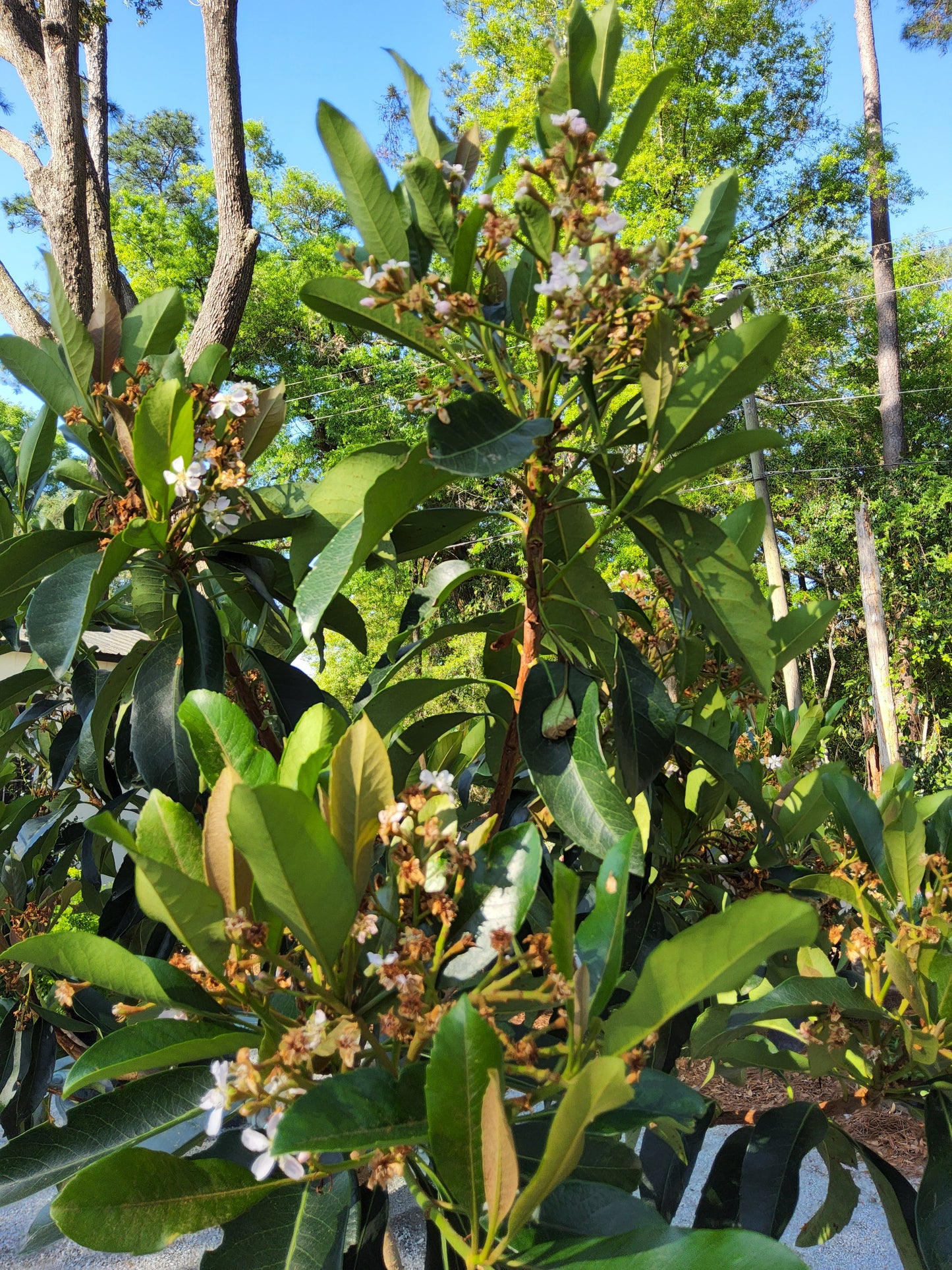 Dwarf Loquat Tree (15 Gallon) Potted
