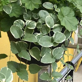 Vinca Vine (1 Gallon)