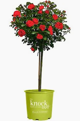 Double Knockout Rose Tree
