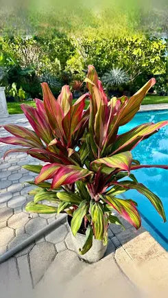 Cordyline 'Cotton Candy' (1 Gallon)