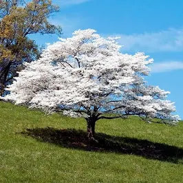 Dogwood Tree (7 Gallon)