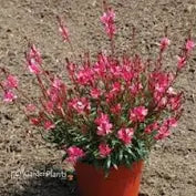 Gaura