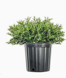 Holly 'Schillings' (3 Gallon)