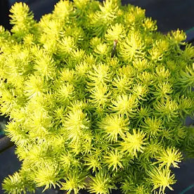 Lemon Ball Sedum (1 Gallon)