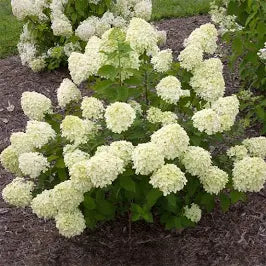 Hydrangea 'Little Lime' (3 Gallon) Lime Light