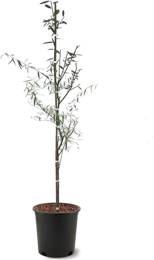 Weeping Willow Tree 3 Gallon