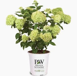 Hydrangea Lime Light (3 Gallon)