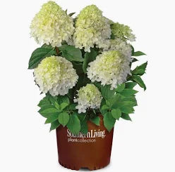 Viburnum 'Chinese Snowball'