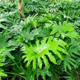 Philodendron (7 Gallon)