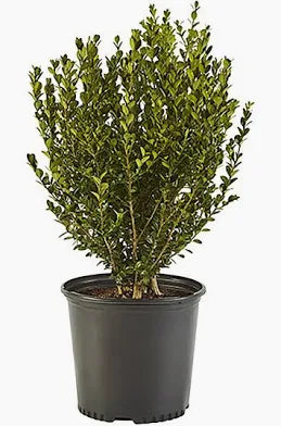 Boxwood 'Wintergreen' 3g