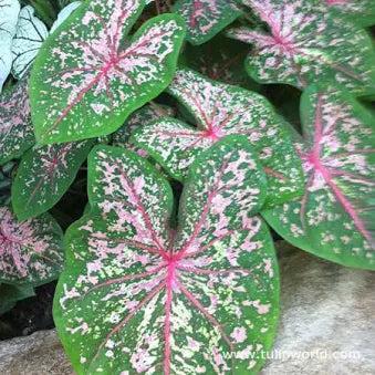Caladium (12")