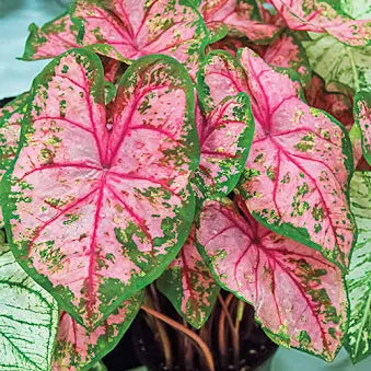 Caladium (12")