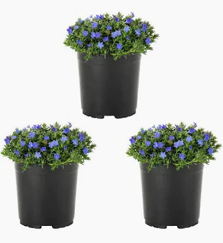 Blue Evolvulus 'Blew My Mind' (Dwarf Morning Glory)