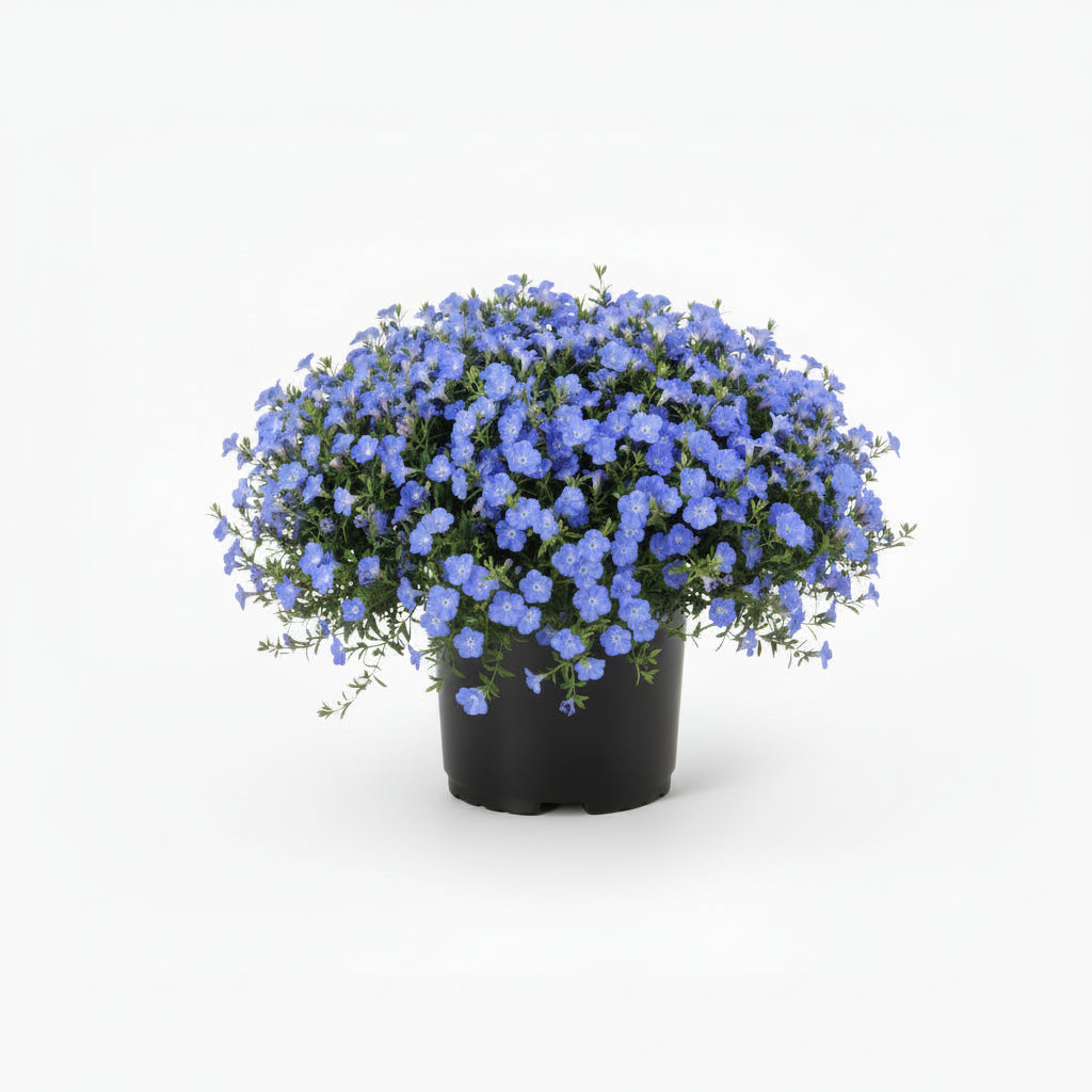 Blue Evolvulus 'Blew My Mind' (Dwarf Morning Glory)