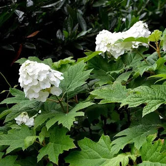 Oak Leaf Hydrangea