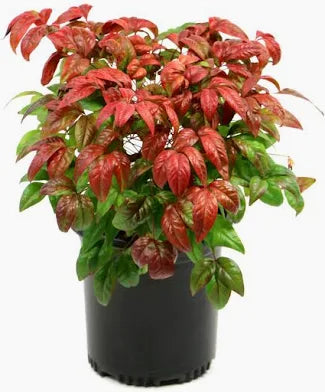 Nandina Domestica (1 Gallon)