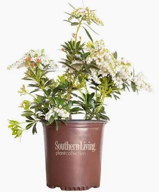 Pieris Mountain Snow (3 Gallon)