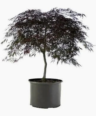 Japanese Maple 'Tamukeyama' (7 Gallon)