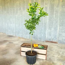 Tangerine Tree (10 Gallon)