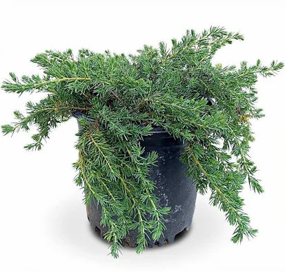 Blue Pacific Juniper – 3 Gallon
