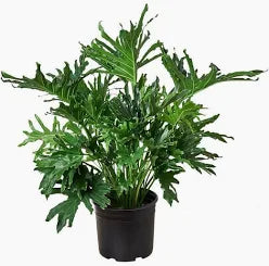 Philodendron (7 Gallon)