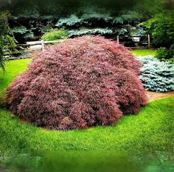 Japanese Maple 'Tamukeyama' (7 Gallon)