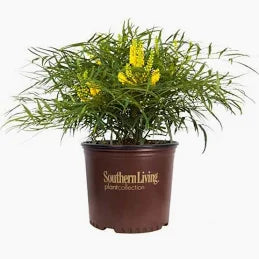 Mahonia 'Soft Caress' (3 Gallon)