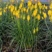 Kniphofia ‘Glowstick’ (1 Gallon) — Red Hot Poker