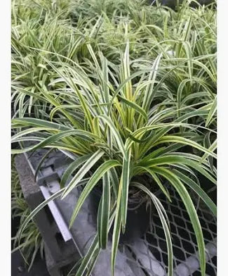 Variegated Liriope (1 Gallon)
