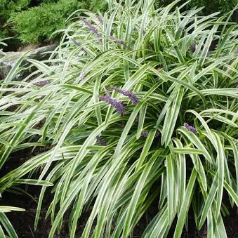 Variegated Liriope (1 Gallon)