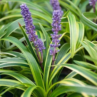 Variegated Liriope (1 Gallon)