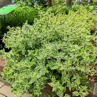 Abelia 'Radiance' (3 Gallon)