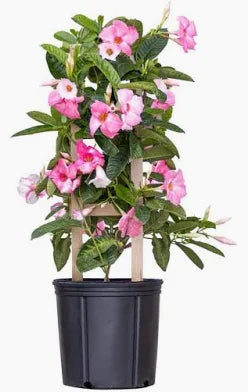 Mandevilla (4 Gallon)