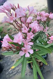 Oleander 'Petite Pink'