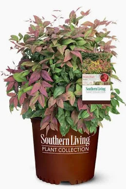 Nandina 'Pink Blush' (3 Gallon)