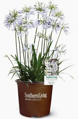 Agapanthus (3 Gallon)