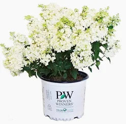 Hydrangea 'Bobo' (3 Gallon)