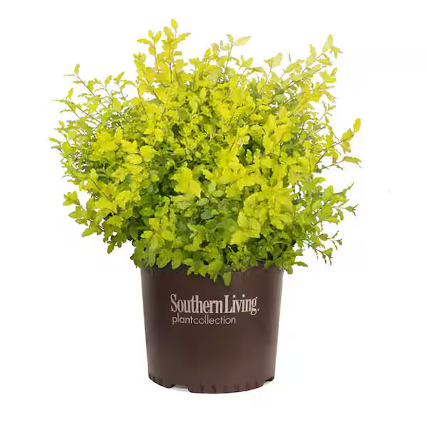 Sunshine Ligustrum – 7 Gallon ☀️🌿