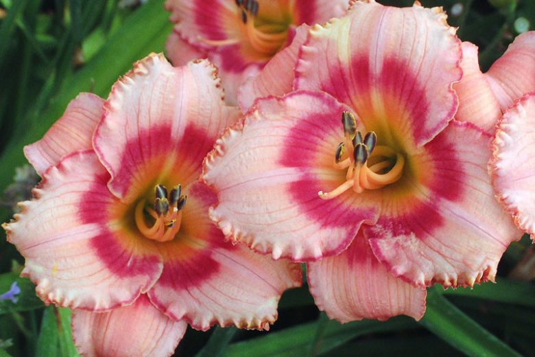 Daylily 'Strawberry Candy' (1 gal)
