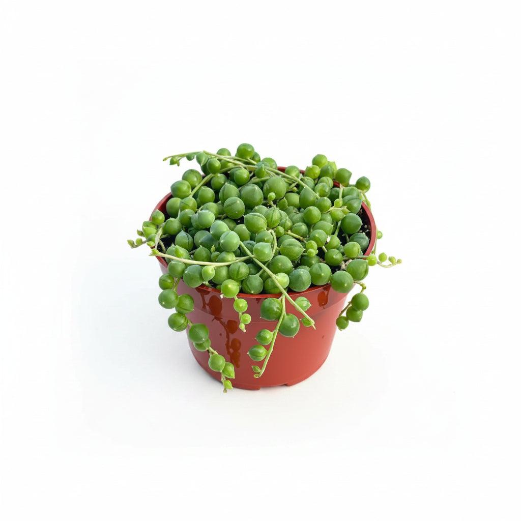 Succulents String of Pearls (4")