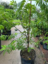 Sugar Apple Tree (7 Gallon)