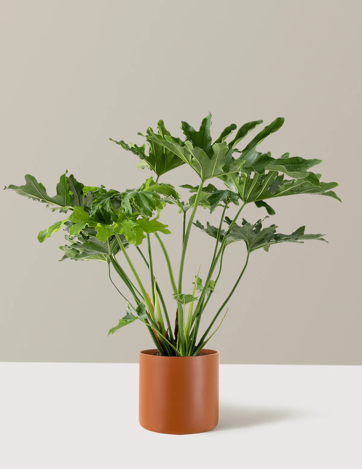 Philodendron ‘Hope’ – 3 Gallon