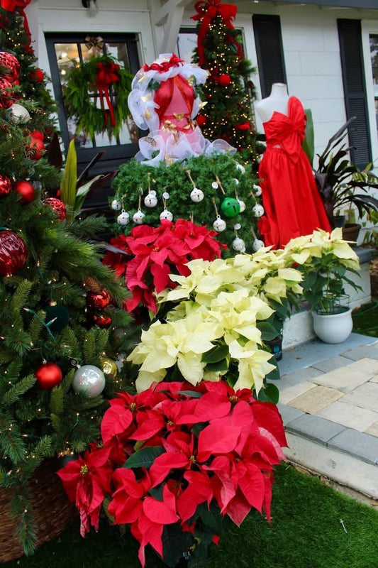 The Christmas Poinsettia: A Story of Beauty, Tradition & Timeless Southern Grace