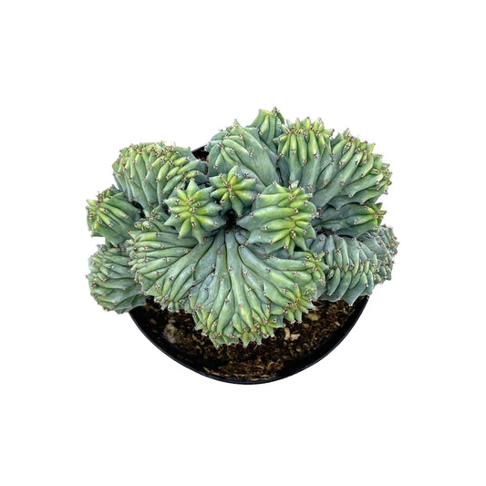 Crested Blue Candle | 3.5 inch | Myrtillocactus geometrizans