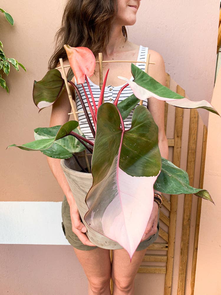 6" Pink Princess Philodendron