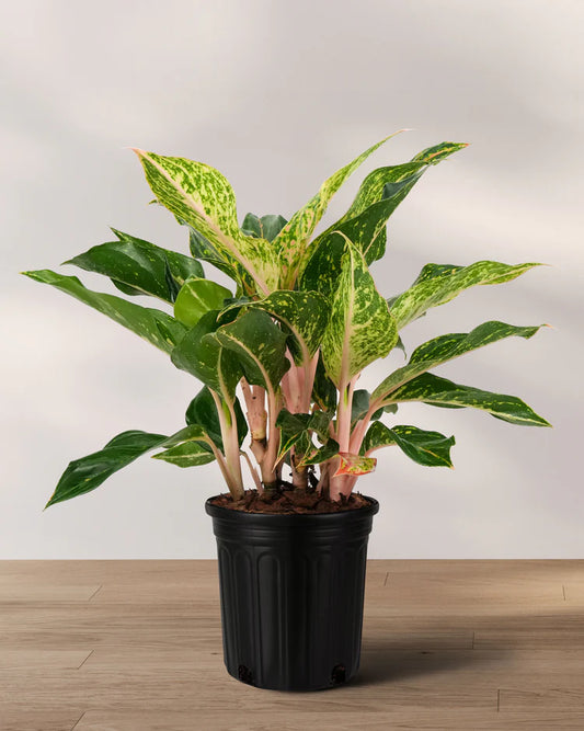 Aglaonema ‘Sparkling Sarah 14–20” Tall (8")