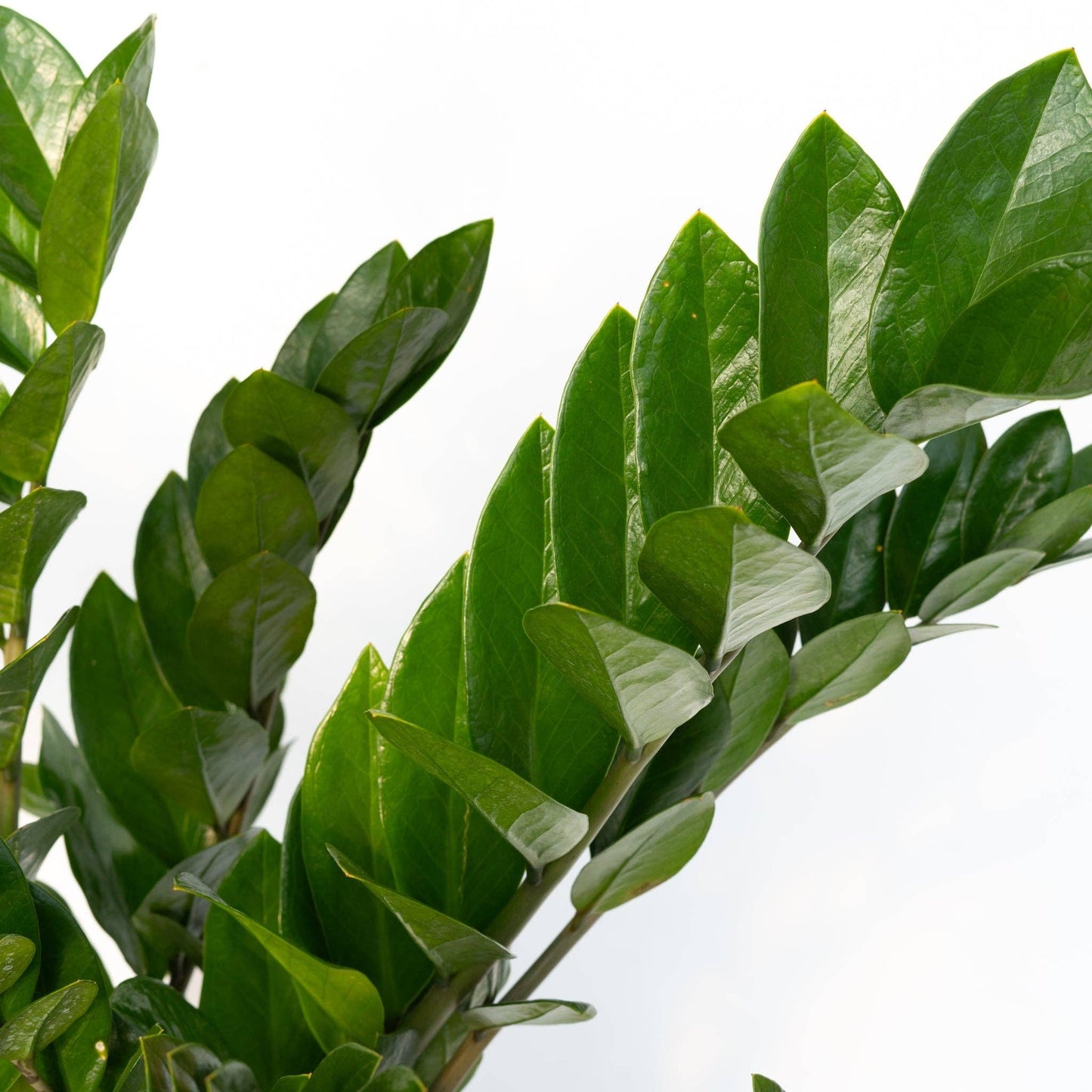 10" Zamioculcas Zamifolia ZZ Plant