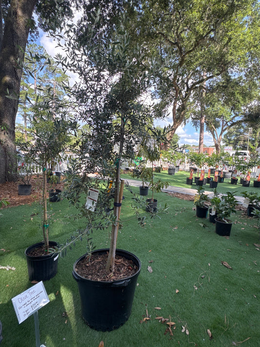 Olive Tree (Producing)