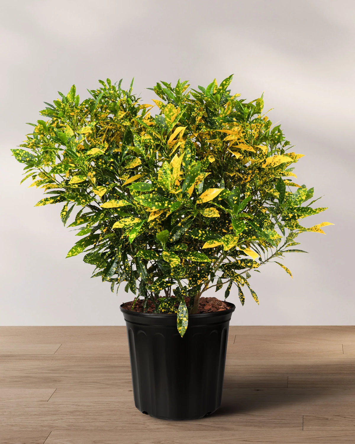 Gold dust croton